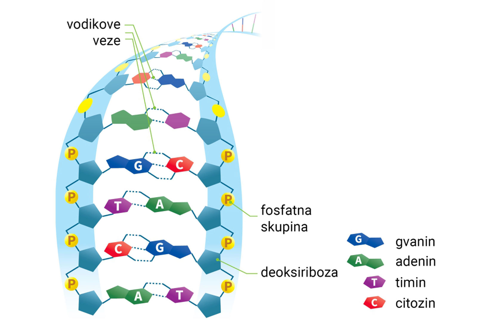 Prikazana je molekula DNA. Kao šesterokuti su prikazani gavanin, adenin, timin, citozin.