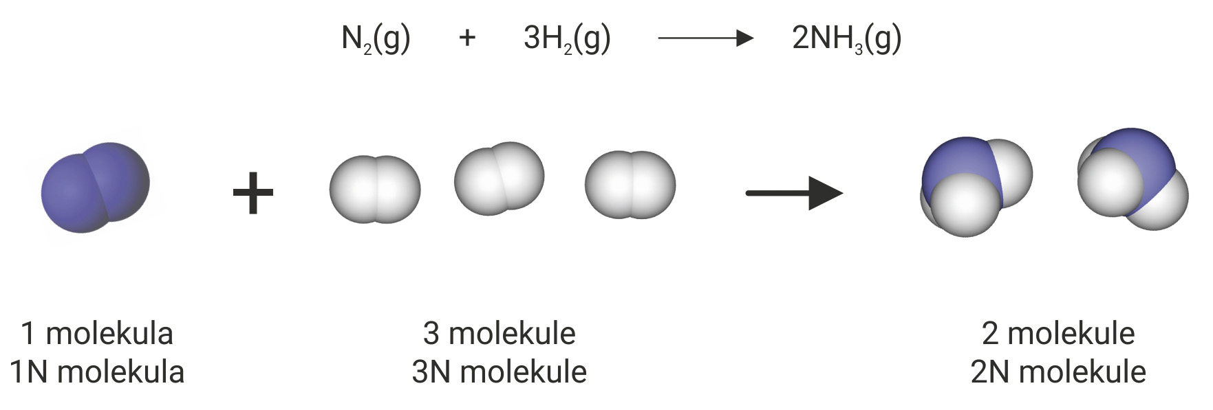 Fotografija prikazuje spajanje molekule dušika (dvije ljubičaste kuglice) i tri molekule vodika (6 bijelih kuglica). Nastaju dvije molekule amonijaka. Svaka i ma jedan atom dušika i tri atima vodika.