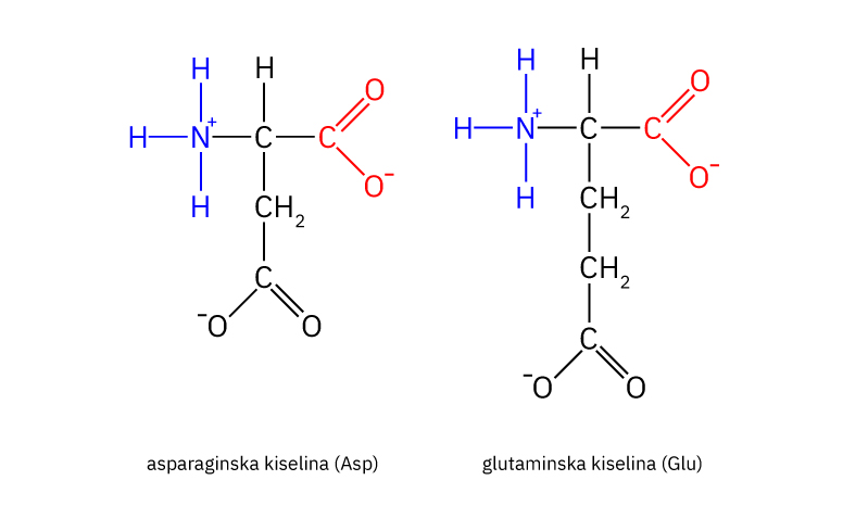Fotografija prikazuje  strukturnu formulu dviju kiselih aminikiselina. Prvo je prikazana asparaginska, a do nje glutaminska kiselina. Amino skupina  im je obojena plavom, a karboksilna crvenom bojom.