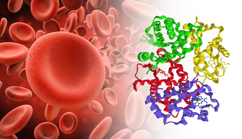 Fotografija je podijeljena na dva dijela. Lijevi prikazuje crvena krvan zrnca, a desni šarene, zavijene vrpce koje predsstavljaju protein hemoglobin.