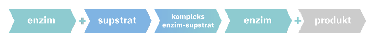 Fotografija prikazuje  infografiku koja kazuje iduće: enzim plus supstrat nastaje kompleks enzim-supstrat nastaje enzim plus produkt.